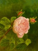 Janet Nieuwland, 40 x 30