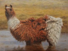 Natascha Göbel,        Lama 30 x 40
