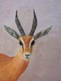 Claudia Cruiming Dorcas gazelle 40 x 30