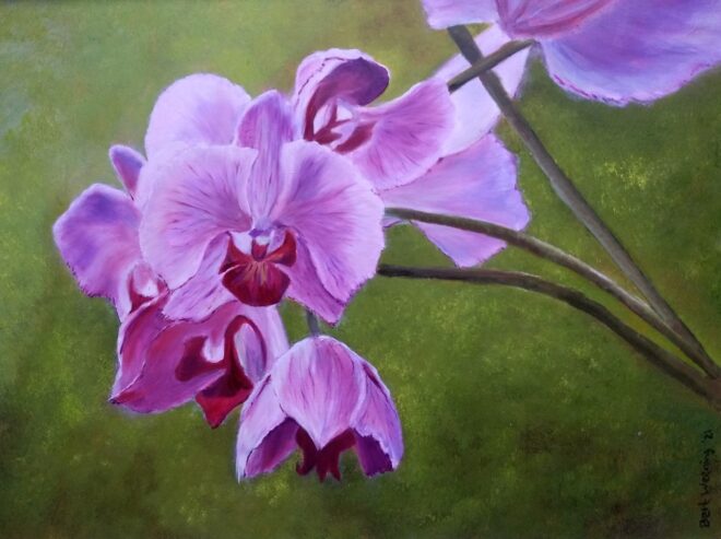 Bert Weening, orchideetak, 30 x 40